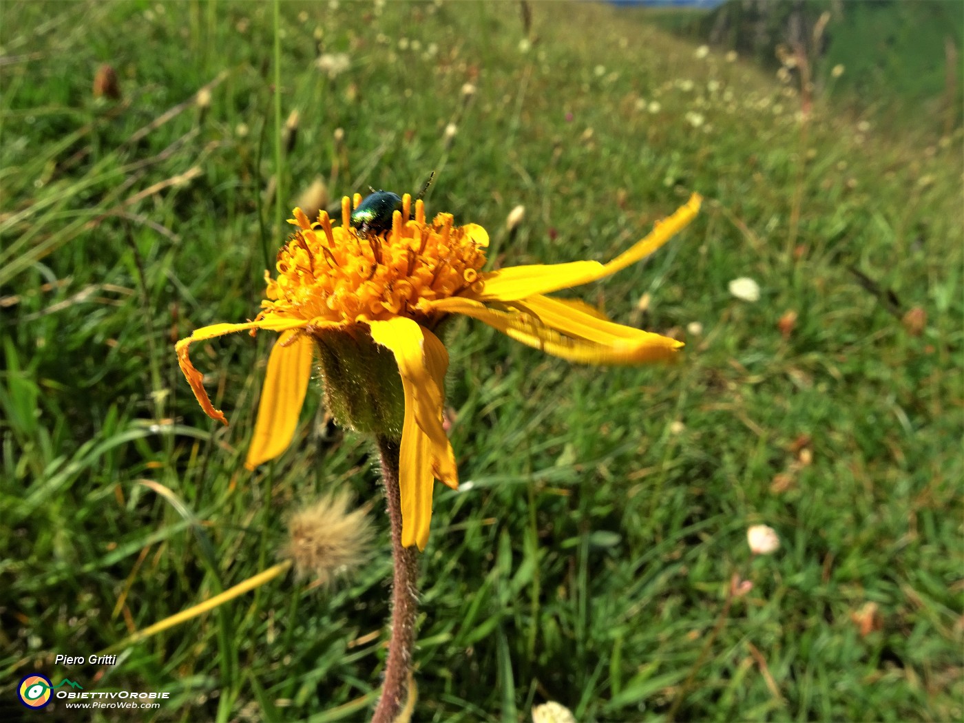 39 Arnica montana (Arnica)  con maggiolino verde.JPG